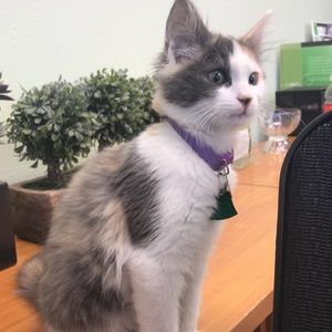 Meet your Posher, Sofia